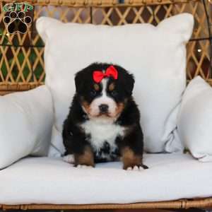 Princess Star, Bernese Mountain Dog Puppy